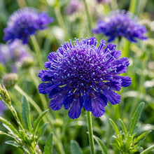 Scabiosa Atropurpurea Oxford Blue Flower Seeds For Planting