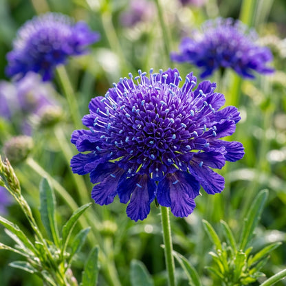 Scabiosa Atropurpurea Oxford Blue Flower Seeds For Planting