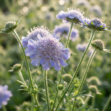 Scabiosa Columbaria Misty Butterflies Seeds for Garden Planting