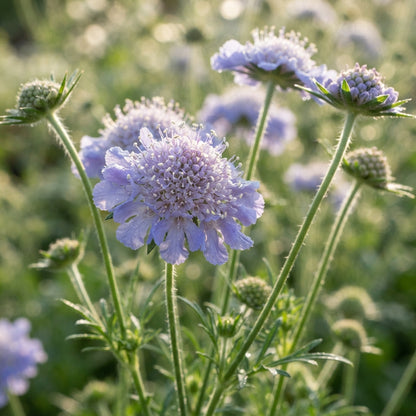 Scabiosa Columbaria Misty Butterflies Seeds for Garden Planting