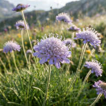 Scabiosa Graminifolia Seeds for Garden Planting