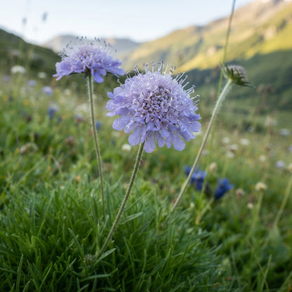 Scabiosa Graminifolia Seeds for Garden Planting