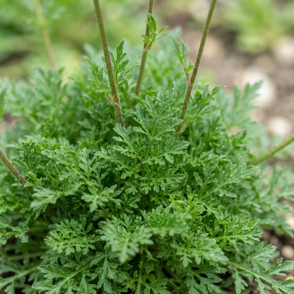 Scabiosa Incisa Seeds for Garden Planting