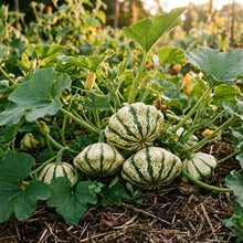 Squash Pattisons Panache Seeds – Scallop Squash Seeds for Home Garden