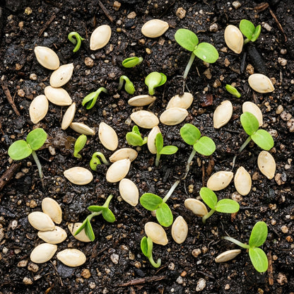 Squash Pattisons Panache Seeds – Scallop Squash Seeds for Home Garden