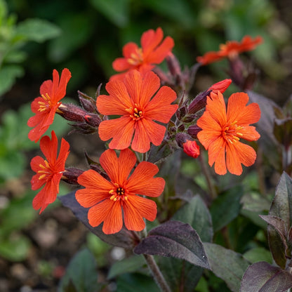 Lychnis Arkwrightii Flower Seeds
