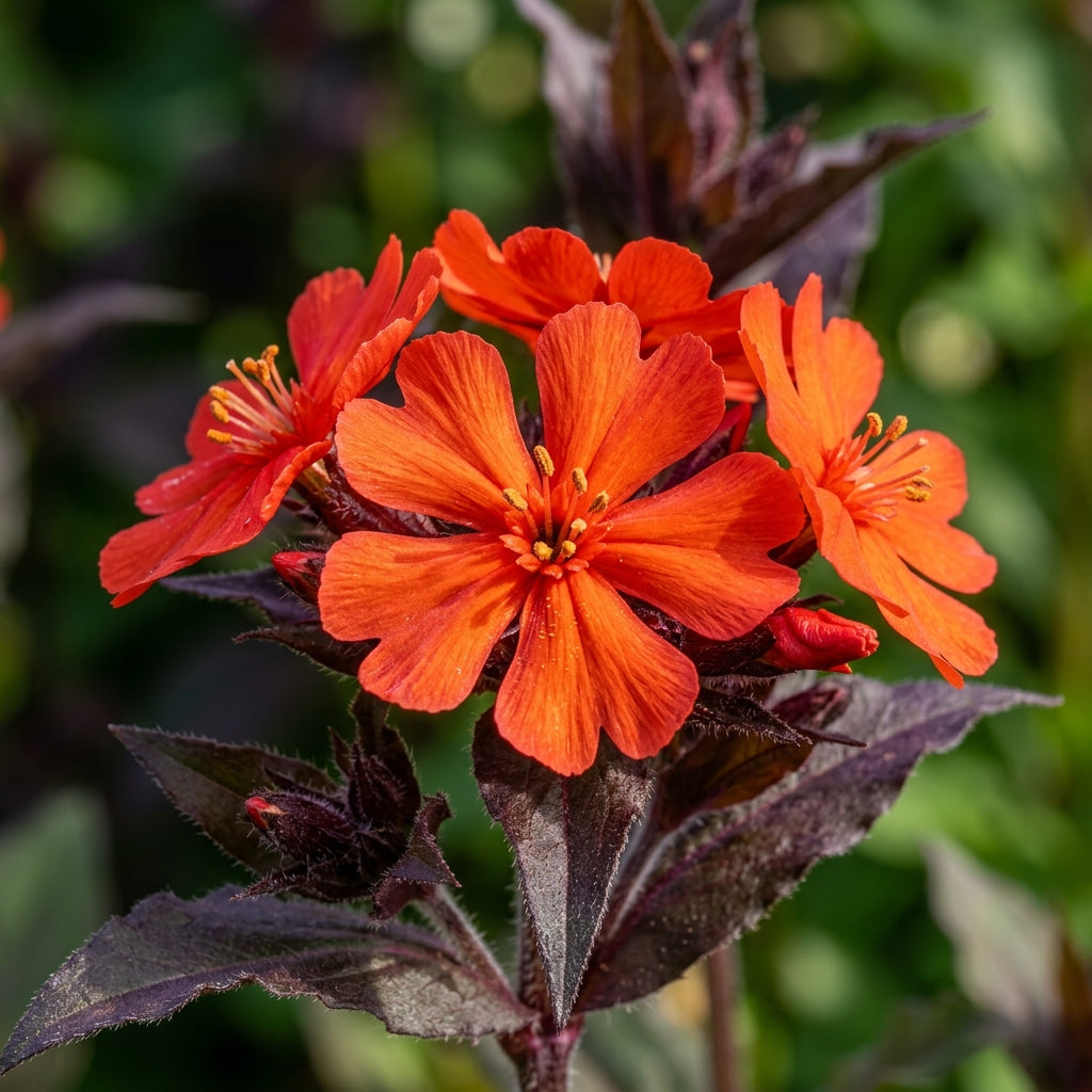 Lychnis Arkwrightii Flower Seeds
