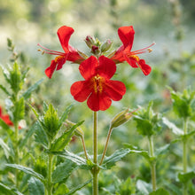 Mimulus Cardinalis Seeds for Garden Planting