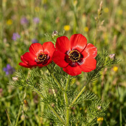 Adonis Aestivalis Seeds – Scarlet Wild Blooms