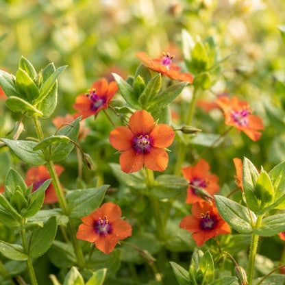 Scarlet Pimpernel Flower Seeds for Planting