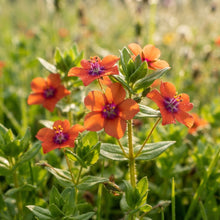 Scarlet Pimpernel Flower Seeds for Planting