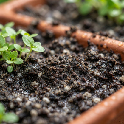 Scarlet Pimpernel Flower Seeds for Planting