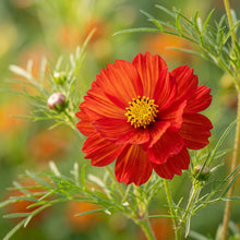 Hartwegii Scarlet Queen Flower Seeds For Planting