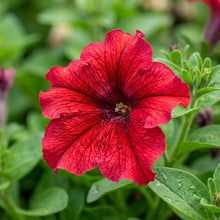 Scarlet Red Petunia Seeds for Planting