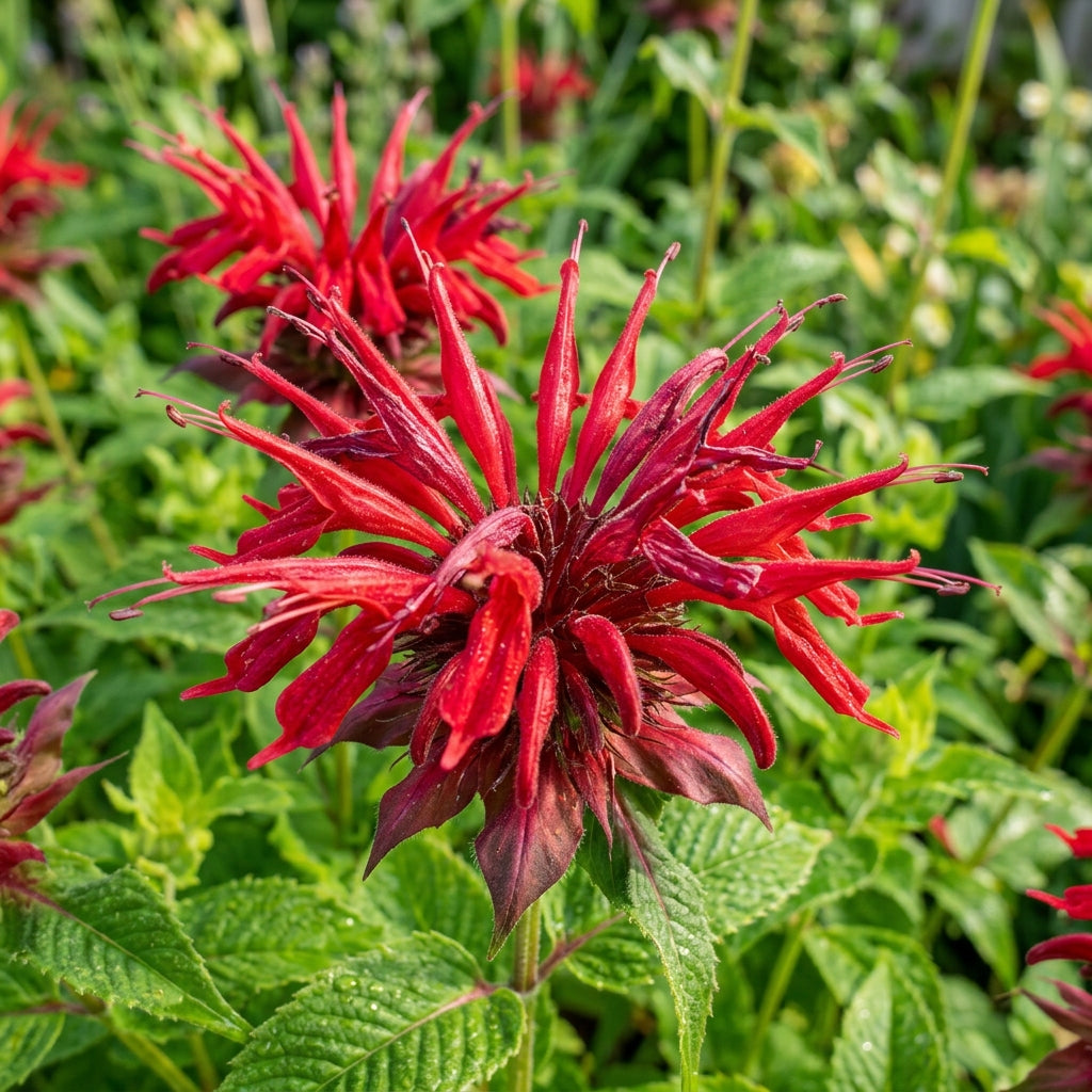 Monarda Didyma Bergamot Flower Seeds