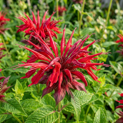 Monarda Didyma Bergamot Flower Seeds