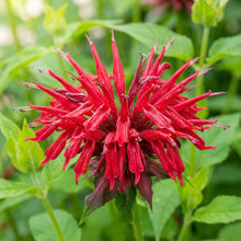 Monarda Didyma Bergamot Flower Seeds