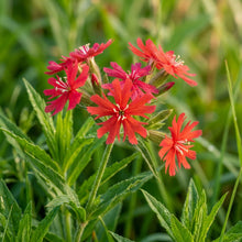 Lychnis wilfordii Flower Seeds for Planting
