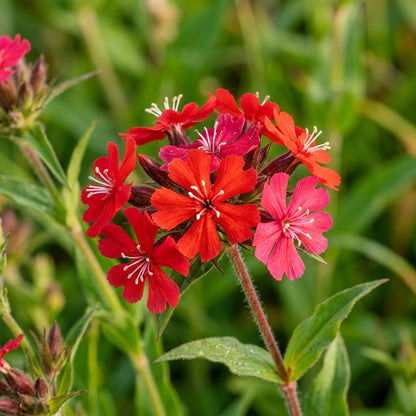 Lychnis wilfordii Flower Seeds for Planting