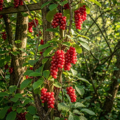 Schisandra chinensis (Wu Wei Zi) Seeds for Planting