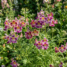 Schizanthus Dr Badgers Seeds – Orchid-like Blooms