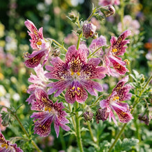 Schizanthus Dr Badgers Seeds – Orchid-like Blooms