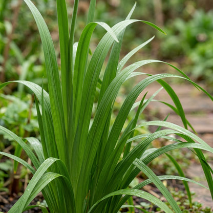 Schizostylis Coccinea Pale Pink Flower Seeds
