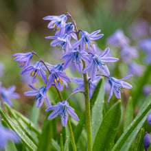 Scilla Bithynica Flower Seeds