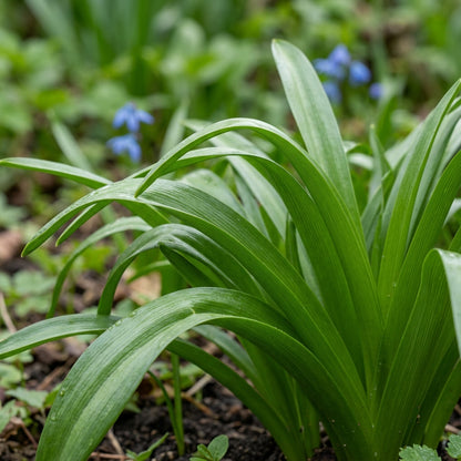 Scilla Bithynica Flower Seeds