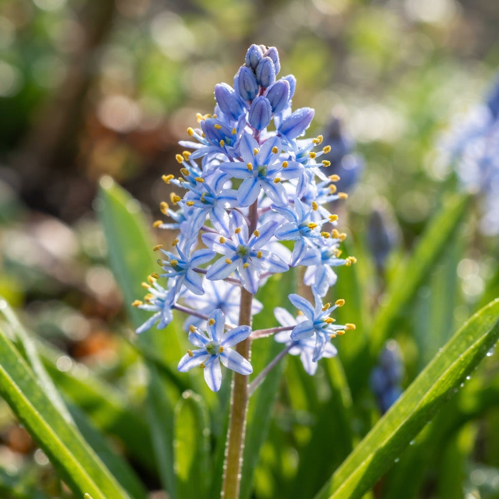 Scilla Cilicica Seeds for Garden Planting