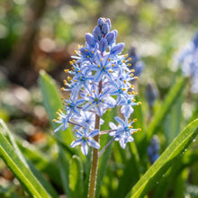 Scilla Cilicica Seeds for Garden Planting