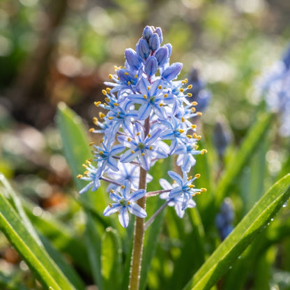 Scilla Cilicica Seeds for Garden Planting