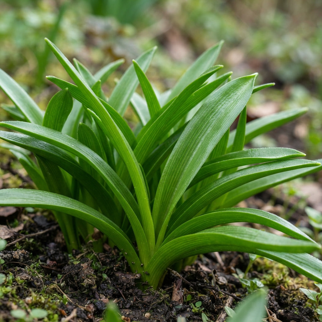 Scilla Cilicica Seeds for Garden Planting