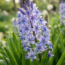 Scilla Hyacinthoides Seeds for Garden Planting