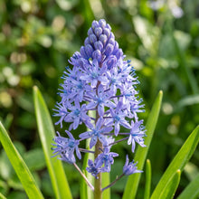 Scilla Litardierei Flower Seeds For Planting