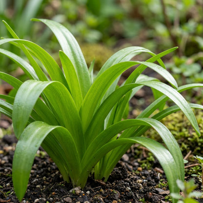 Scilla Litardierei Flower Seeds For Planting