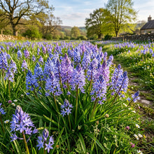 Scilla Litardierei Flower Seeds For Planting
