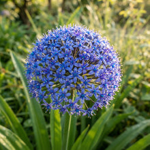 Scilla Peruviana Seeds for Garden Planting