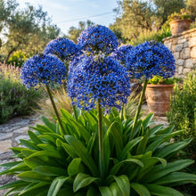Scilla Peruviana Seeds for Garden Planting