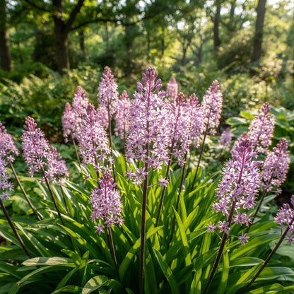 Scilla Scilloides Seeds for Garden Planting