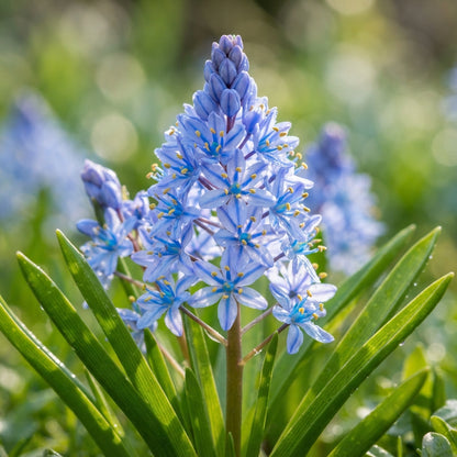 Scilla Reverchonii Seeds for Garden Planting