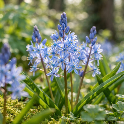 Scilla Reverchonii Seeds for Garden Planting