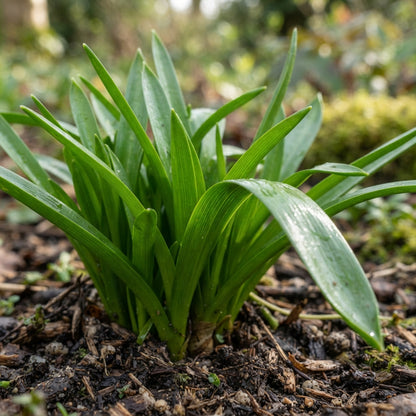 Scilla Reverchonii Seeds for Garden Planting
