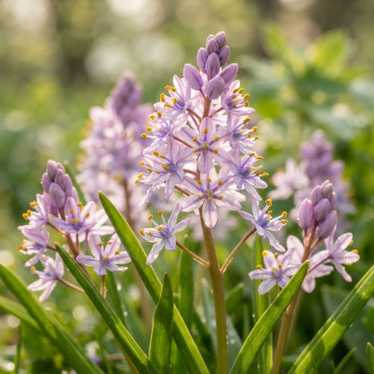 Scilla Scilloides Seeds for Garden Planting