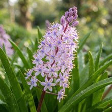 Scilla Scilloides Seeds for Garden Planting