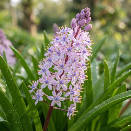 Scilla Scilloides Seeds for Garden Planting