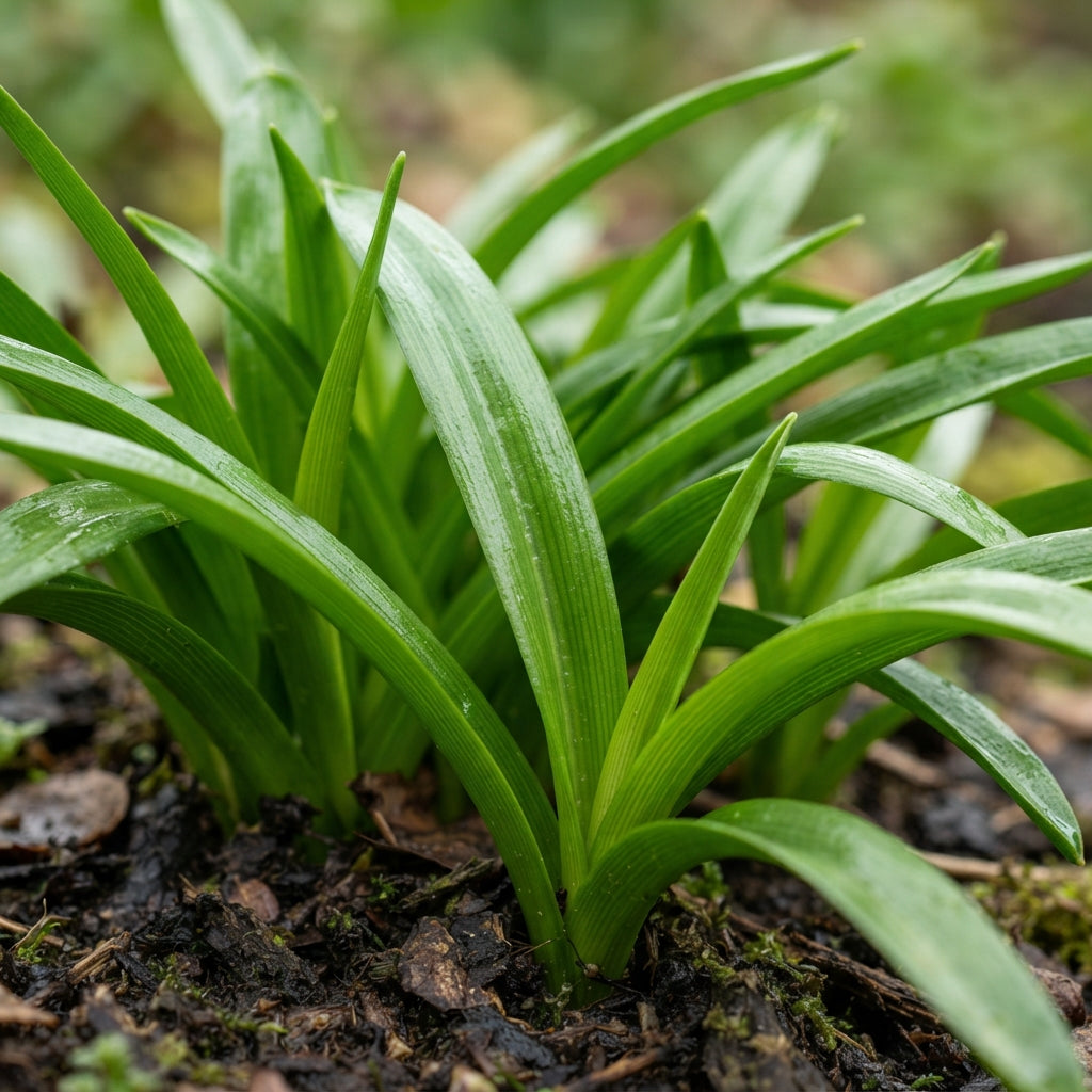 Scilla Scilloides Seeds for Garden Planting