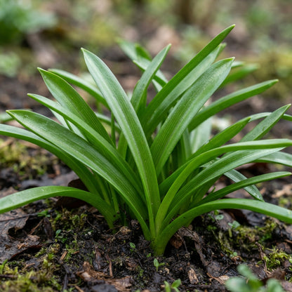 Scilla Siberica Alba Seeds for Garden Planting