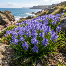 Scilla Verna Seeds for Garden Planting