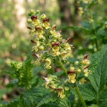 Scrophularia Vernalis Seeds for Garden Planting